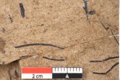 Foto (Detailansicht) von Pinus palaeostrobus Ettingshausen (NHMW-GEO-2024-0188-8264)
